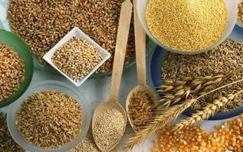 七彩藜麦绘丰收 文冠果树绽新篇——伏龙坪街道二营村特色农业助力新农村发展